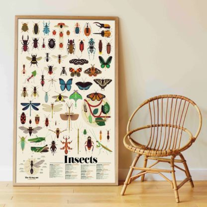 Poppik: Insectes – Image 2