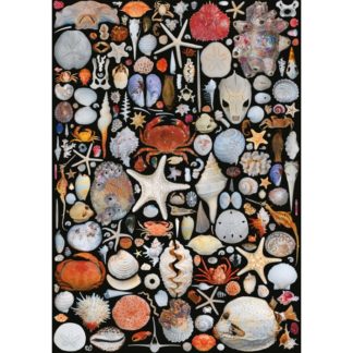 Puzzle Coquillages 1000 pcs