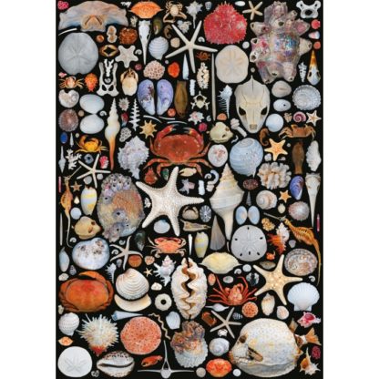 Puzzle Coquillages 1000 pcs